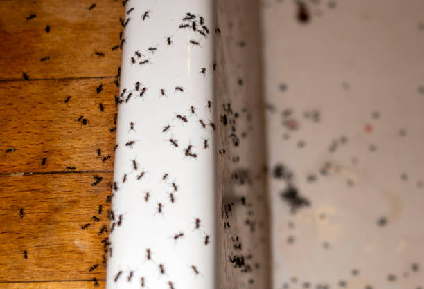 Insect Control in Loudonville, OH